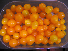 Tom Berry orange, variété de tomate miniature